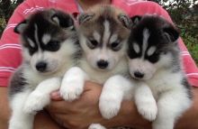 Pure Bred Siberian Husky Pups Available Email at (salamixz53@gmail.com)