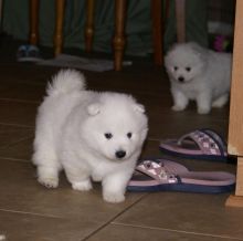 Purebred Japanese Spitz Puppies Available
