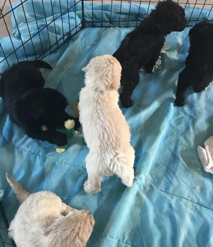 Accommodating Goldendoodle puppies ready Image eClassifieds4u