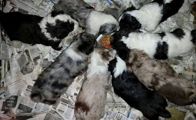 Cute Aussiedoodle Puppies Available Image eClassifieds4u