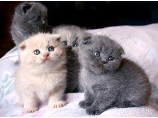 Excellent Scottish fold Kittens Available Image eClassifieds4u