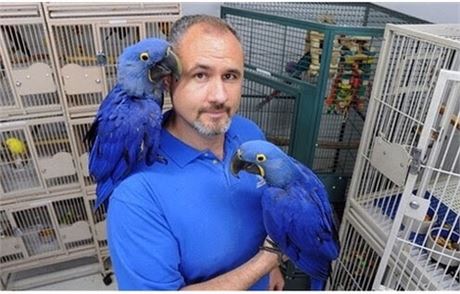 Familly Raised Hyacinth Macaw Parrots Image eClassifieds4u