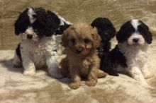 Cavapoo Puppies Available Cavapoo pups Image eClassifieds4u 1