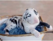 Great dane puppies ready Image eClassifieds4U