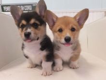 Pembroke Welsh Corgi Available Email at ( baroz533@gmail.com ) or Txt via (786) 322-6546 Image eClassifieds4U