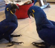 Familly Raised Hyacinth Macaw Parrots Image eClassifieds4u 2