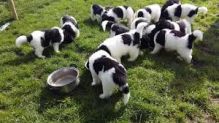 Registered Newfoundland puppies available Image eClassifieds4U