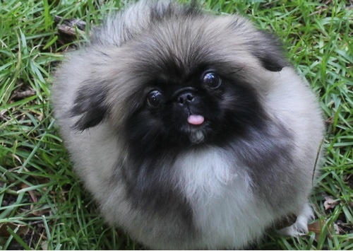****-Pekingese puppies available****- Image eClassifieds4u