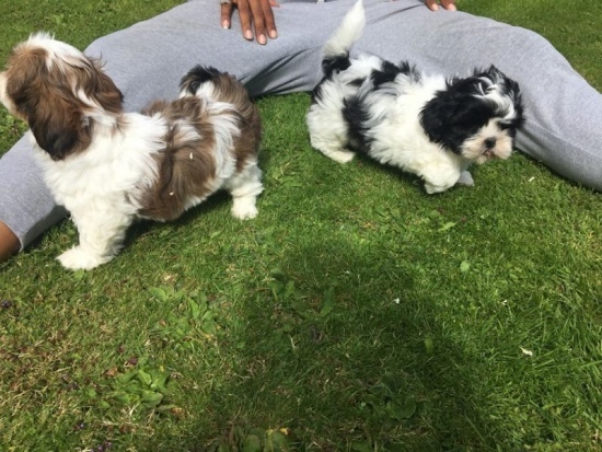 Tiny Shih Tzu puppies ready now Image eClassifieds4u
