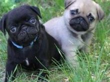 Healthy Fawn and Black Pug Puppies