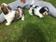 Tiny Shih Tzu puppies ready now