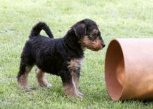 Airedale Terrier puppies with great personalities