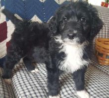 Aussiedoodle puppies available