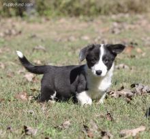 Cardigan Welsh Corgi puppies.