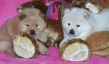 Chow Chow Puppies of differen colors