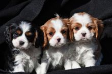 Cute and healthy Cavalier King Charles puppies