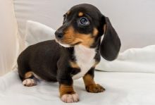 Dashchund Puppies Both male and female Available