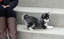 fantastic Pomsky puppies now ready