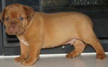 Four Outstanding Dogue De Bordeaux puppies ready