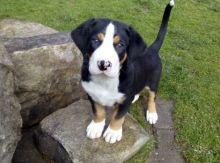 Greater Swiss Mountain Dog puppies ready for adoption