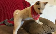 hkhjljjl Adorable Shiba Inu puppies for new Homes.