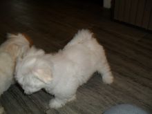 Home raise Male and Female Maltese puppies