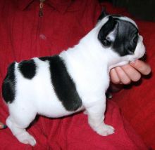 Male and female French Bulldog puppies !!!!
