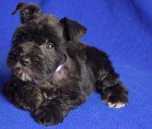 Miniature Schnauzer Puppies available