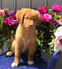 Nova Scotia Duck Tolling Retriever puppies ready now