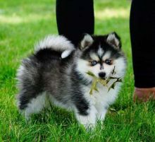 Pomsky puppies with great personalities