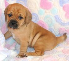 Potty & Home Raised Puggle Puppies