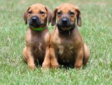 Rehoming 4 Healthy and fluffy Rhodesian Ridgeback puppies