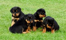 Rottweiler puppies-Both male and female