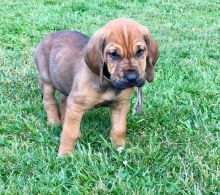 Smart Bloodhound puppies