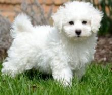 Sociable Male and female Bichon Frise Puppies