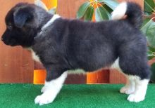 Top Home Trained Akita puppies for sale at affordable price