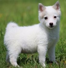 Top Home Trained Alaskan Klee kai puppies for sale at affordable price