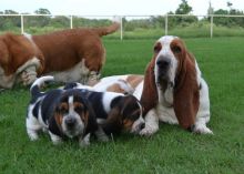 Top quality Home raised Bassset Hound puppies For Adoption.