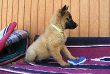 Very Playful Belgian Malinois puppies