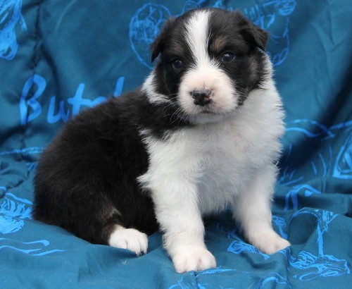 Adorable Australian Shepherd Ready For Lovely Homes. Image eClassifieds4u
