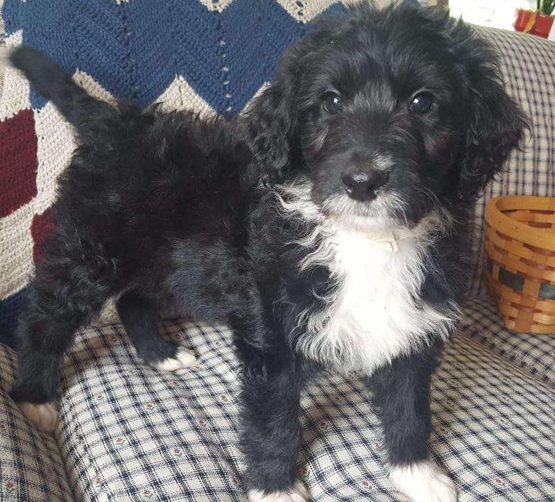 Aussiedoodle puppies available Image eClassifieds4u