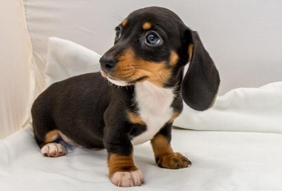 Dashchund Puppies Both male and female Available Image eClassifieds4u