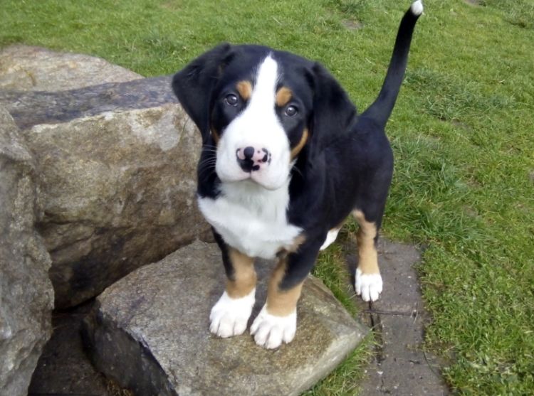 Greater Swiss Mountain Dog puppies ready for adoption Image eClassifieds4u