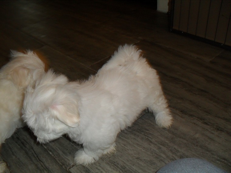 Home raise Male and Female Maltese puppies Image eClassifieds4u
