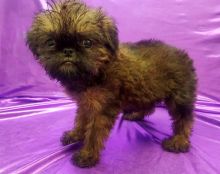 Brussel Griffons Image eClassifieds4u 2