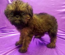 Brussel Griffons Image eClassifieds4u 1