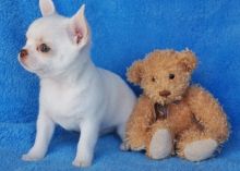 Chihuahua Puppies for fast rehoming Image eClassifieds4u 2