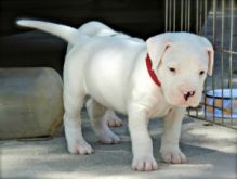 Extra Charming Dogo Argentino Puppies Available Image eClassifieds4U