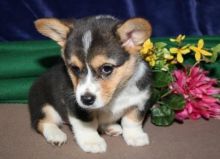jdherthhh Pembroke welsh Corgi puppies Image eClassifieds4U