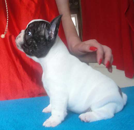 Male and female French Bulldog puppies !!!! Image eClassifieds4u